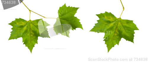 Image of Beautiful green leaves in spring isolated on white