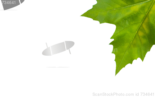 Image of Beautiful green leaves in spring isolated on white