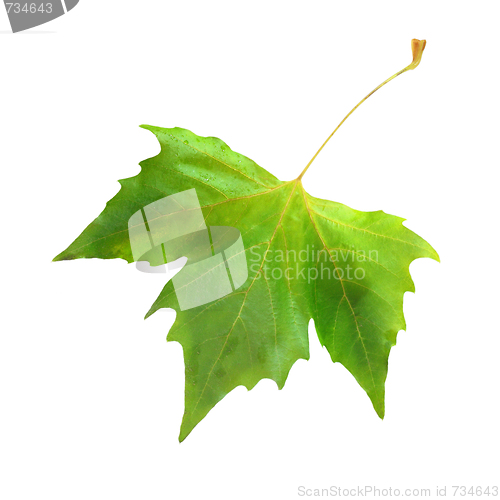 Image of Beautiful green leaves in spring isolated on white