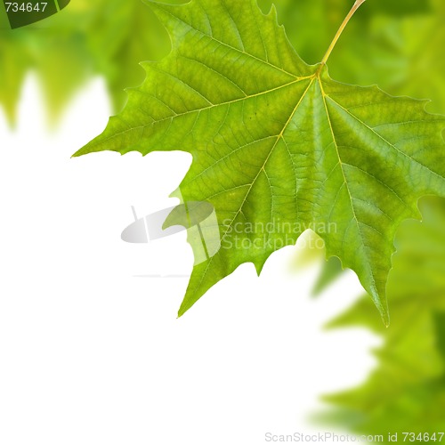 Image of Beautiful green leaves in spring isolated on white