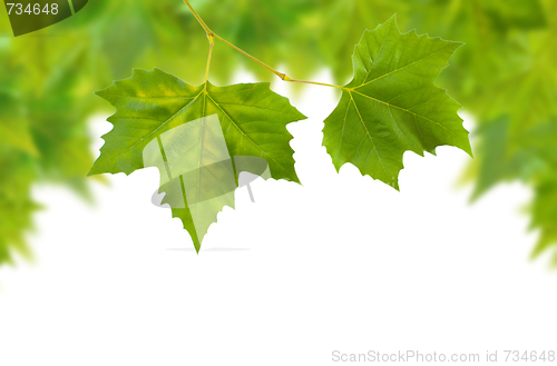 Image of Beautiful green leaves in spring isolated on white