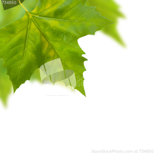 Image of Beautiful green leaves in spring isolated on white