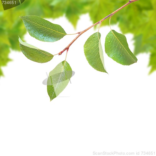 Image of Beautiful green leaves in spring isolated on white