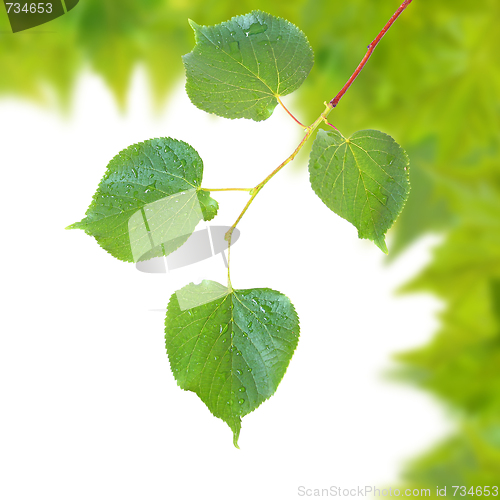 Image of Beautiful green leaves in spring isolated on white