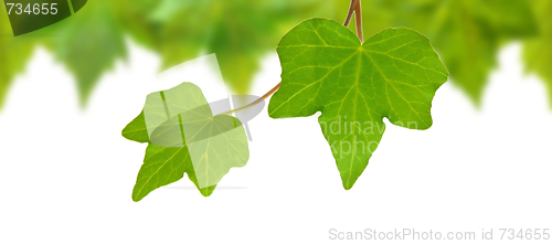 Image of Beautiful green leaves in spring isolated on white