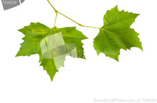 Image of Beautiful green leaves in spring isolated on white