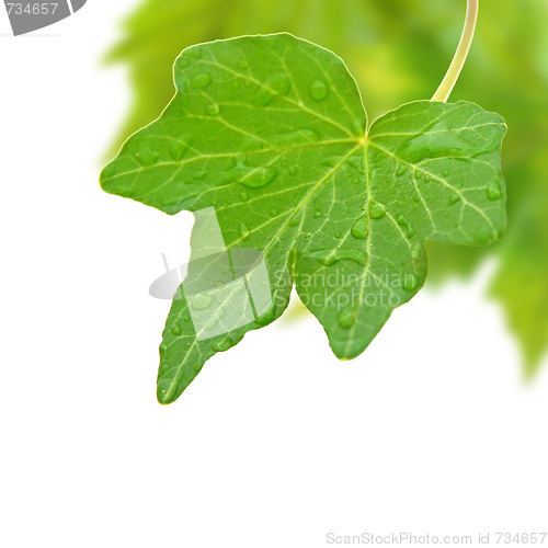 Image of Beautiful green leaves in spring isolated on white