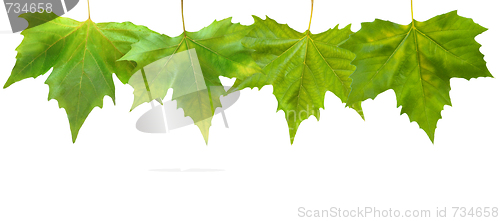 Image of Beautiful green leaves in spring isolated on white