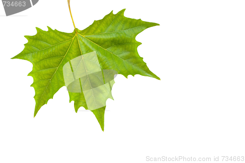 Image of Beautiful green leaves in spring isolated on white