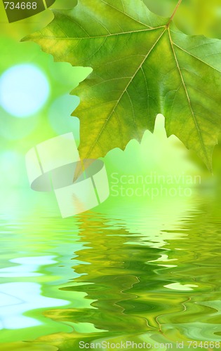 Image of Beautiful green leaves in spring with reflection