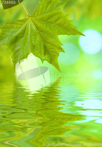 Image of Beautiful green leaves in spring with reflection