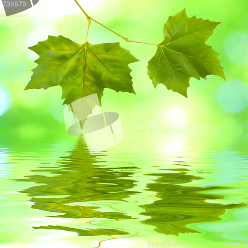 Image of Beautiful green leaves in spring with reflection