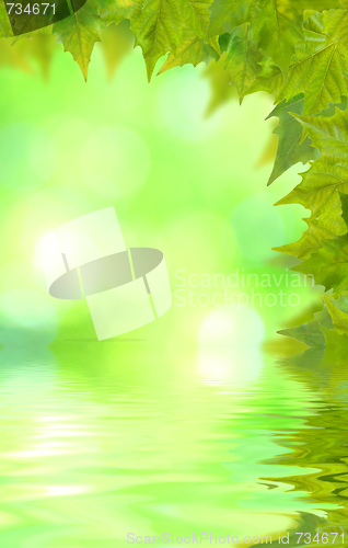 Image of Beautiful green leaves in spring with reflection