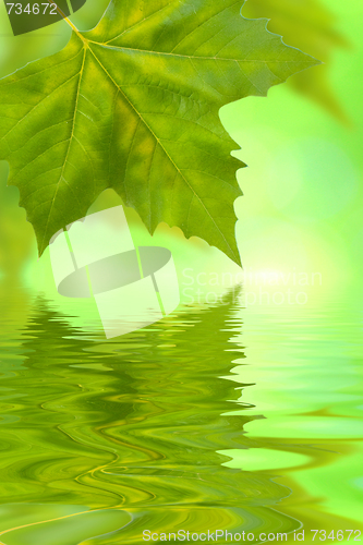 Image of Beautiful green leaves in spring with reflection