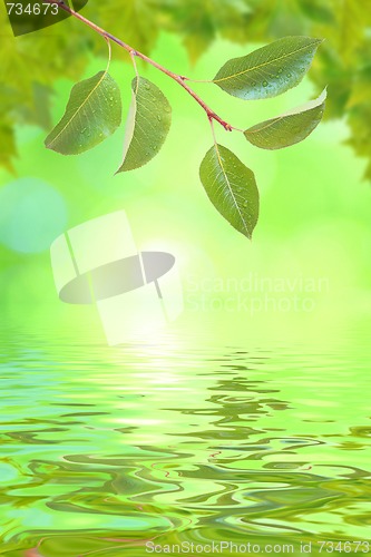 Image of Beautiful green leaves in spring with reflection