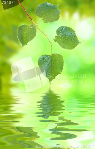 Image of Beautiful green leaves in spring with reflection