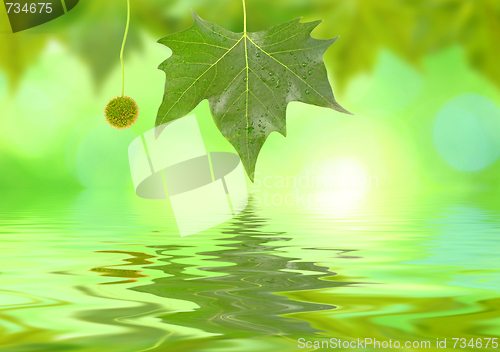 Image of Beautiful green leaves in spring with reflection