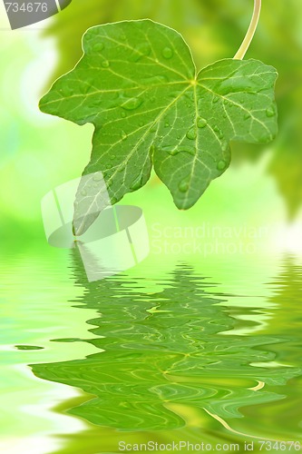 Image of Beautiful green leaves in spring with reflection