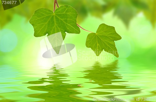 Image of Beautiful green leaves in spring with reflection