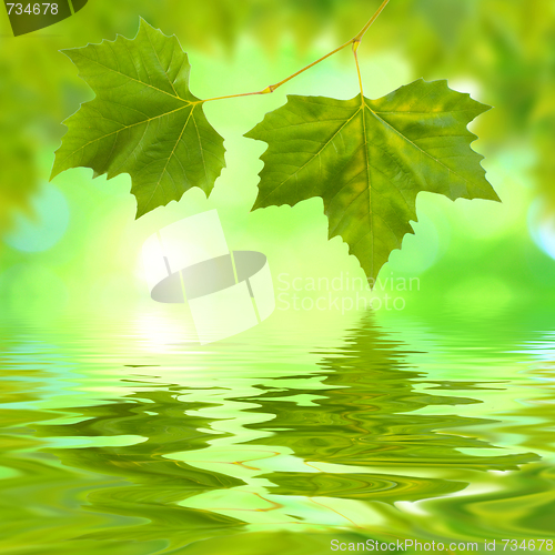 Image of Beautiful green leaves in spring with reflection