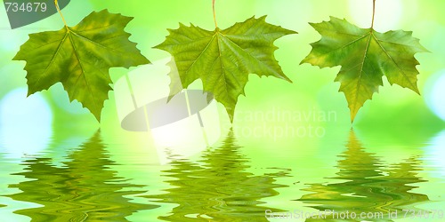 Image of Beautiful green leaves in spring with reflection