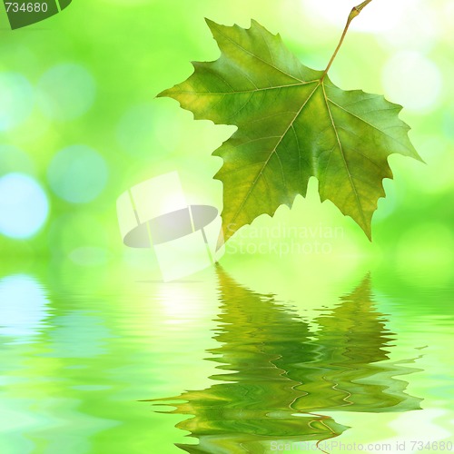 Image of Beautiful green leaves in spring with reflection