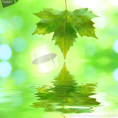 Image of Beautiful green leaves in spring with reflection