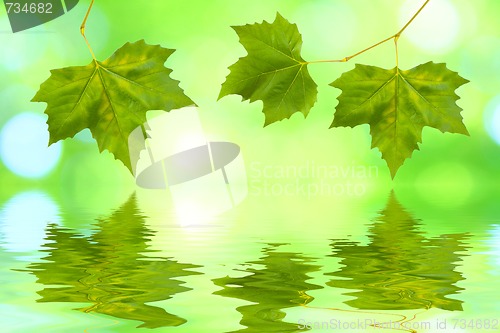 Image of Beautiful green leaves in spring with reflection