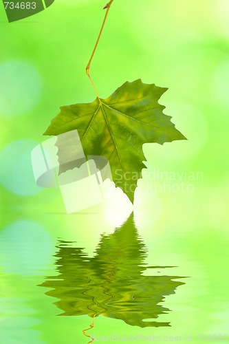 Image of Beautiful green leaves in spring with reflection