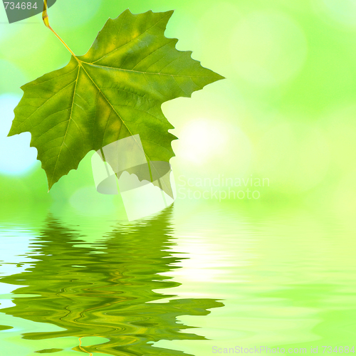 Image of Beautiful green leaves in spring with reflection