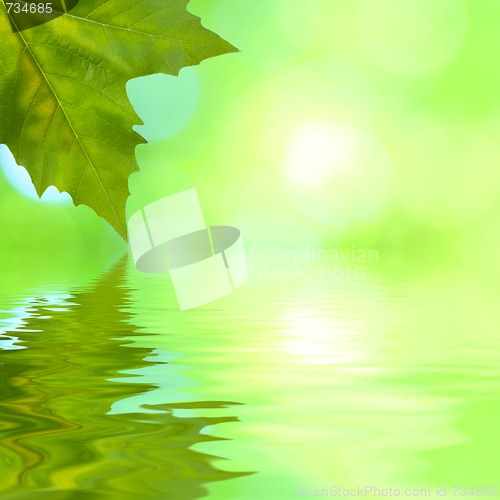 Image of Beautiful green leaves in spring with reflection