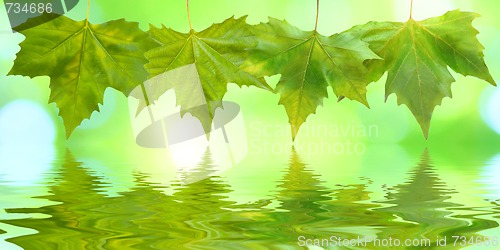 Image of Beautiful green leaves in spring with reflection