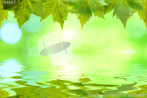 Image of Beautiful green leaves in spring with reflection