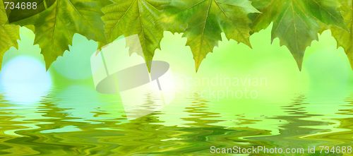 Image of Beautiful green leaves in spring with reflection