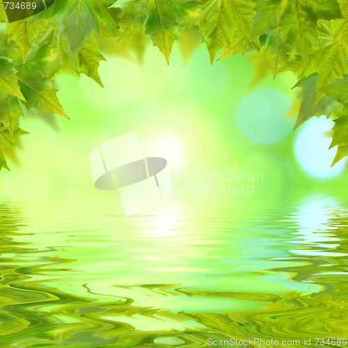 Image of Beautiful green leaves in spring with reflection