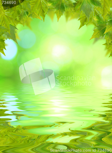 Image of Beautiful green leaves in spring with reflection