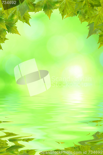 Image of Beautiful green leaves in spring with reflection