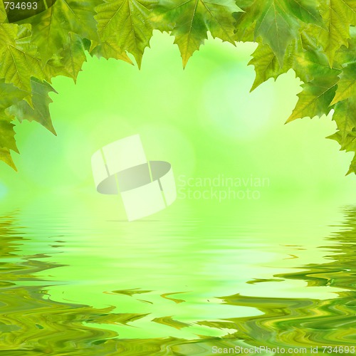 Image of Beautiful green leaves in spring with reflection