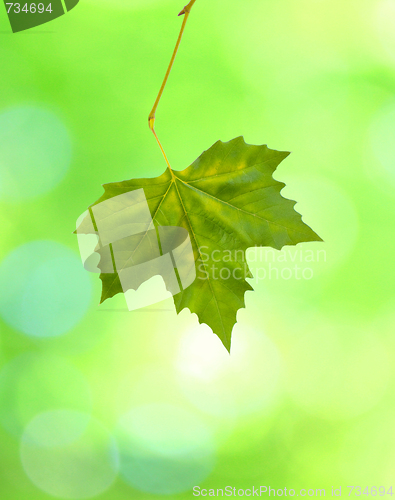 Image of Beautiful green leaves with green background in spring