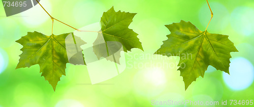 Image of Beautiful green leaves with green background in spring