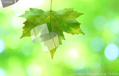 Image of Beautiful green leaves with green background in spring