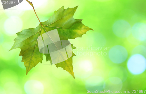 Image of Beautiful green leaves with green background in spring