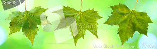 Image of Beautiful green leaves with green background in spring