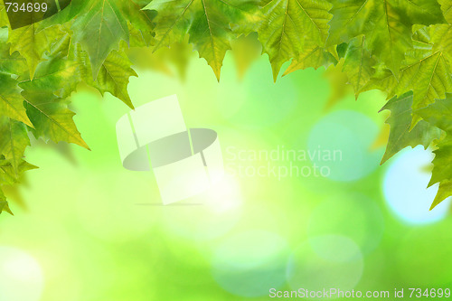 Image of Beautiful green leaves with green background in spring