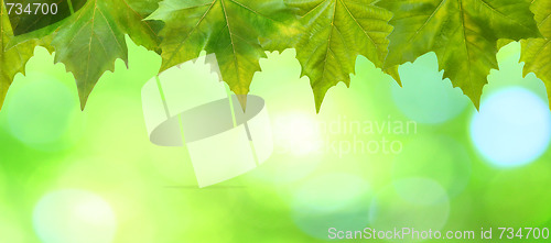 Image of Beautiful green leaves with green background in spring