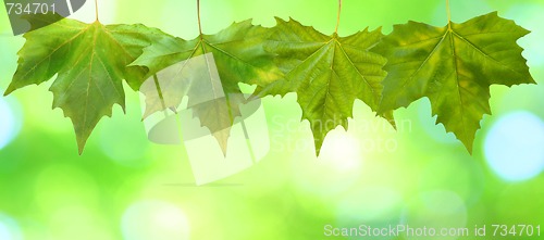Image of Beautiful green leaves with green background in spring