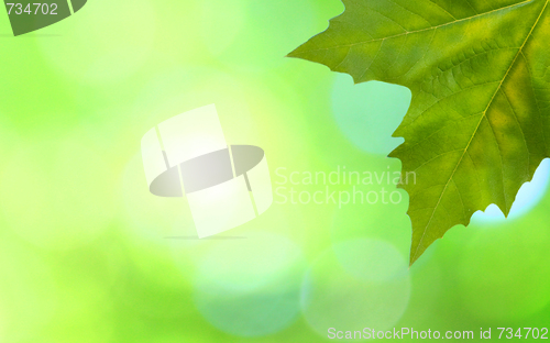 Image of Beautiful green leaves with green background in spring
