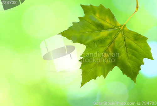 Image of Beautiful green leaves with green background in spring