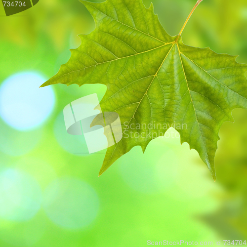 Image of Beautiful green leaves with green background in spring