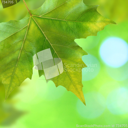 Image of Beautiful green leaves with green background in spring